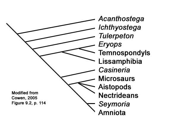 Do Amphibians Have Amniotic Eggs