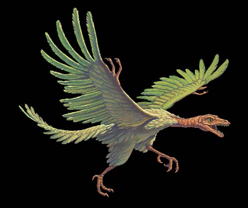 [Archaeopteryx]
