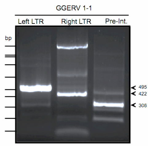 PCR detection of GGERV1-1 segregation.