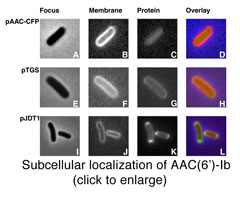 image of a subcellular localization experiment