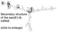 image of secondary structure of the aac(6')-Ib mRNA