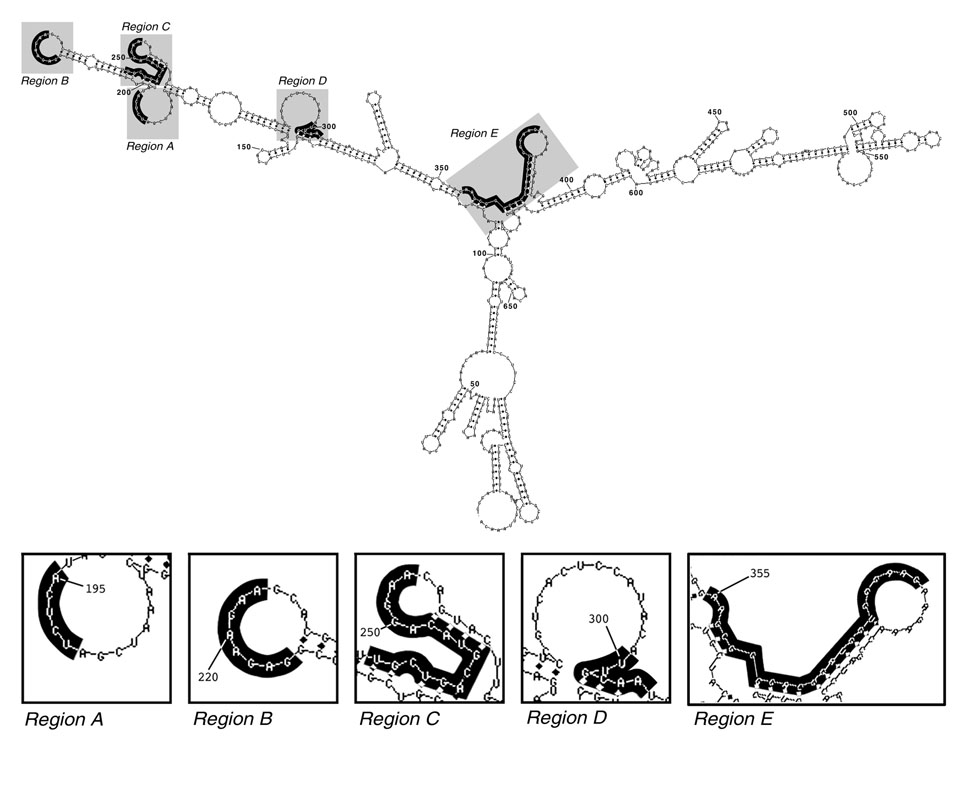 Secondary structure of aac(6')-Ib mRNA. The image was generated with the mfold software (Zuker, M., D. H. Mathews, and D. H. Turner. 1999. Algorithms and thermodynamics for RNA secondary structure prediction: a practical guide, p. 11-43. In J. Barciszewski and B. Clark (ed.), RNA biochemistry and biotechnology. Kluwer Academic Publishers, Dordrecht, The Netherlands). The nucleotides over a black background indicate the regions identified by RNase H mapping. Figure taken from Sarno et al. Antimicrob. Agents Chemother. 2003 47:3296-3304.