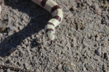 Photo of a Shovel-nose Snake