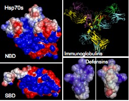 Immunoglobulin molecule