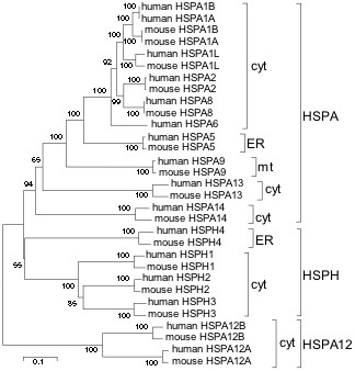 Evolutionary tree of Hsp70s