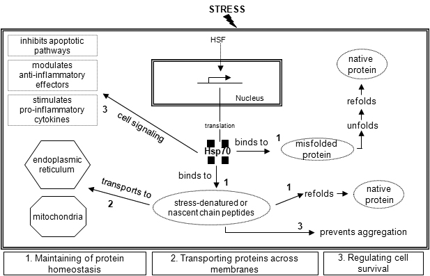 functions of Hsp70s