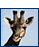 Image of a giraffe.