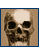 Image of a skull.