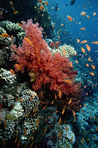 Image of a coral reef.