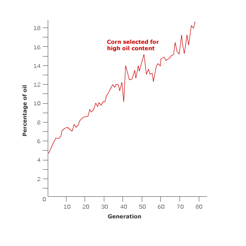 Image showing the increase in corn oil in corn through selective breeding.