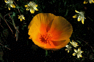 [Poppy]