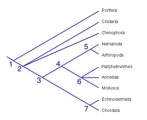 [Cladogram.gif]
