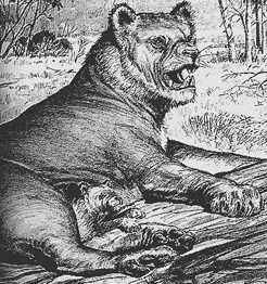 [Marsupial Lion]