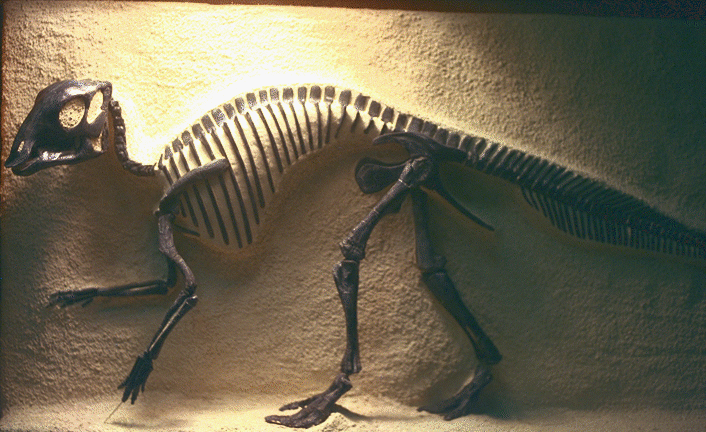 [Baby Maiasaura]