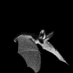 [Bat Flying]