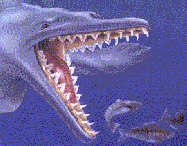 [Whale]