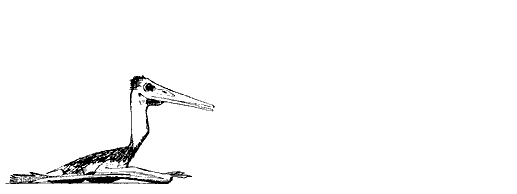 [Flying Pterodactylid]