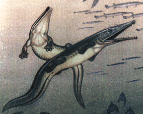 [Platyoposaurus]