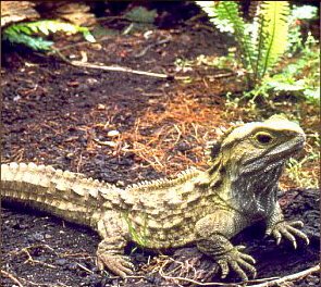 [Tuatara]