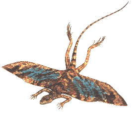 [Kuehneosaurus]