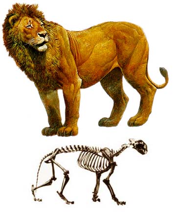 [American Lion]