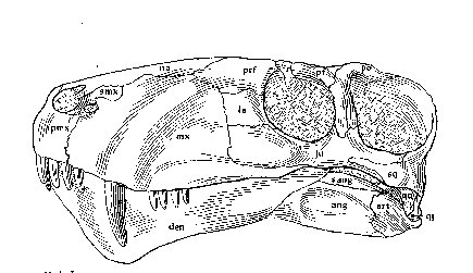 [Synapsid Skull]