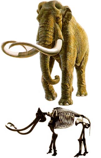 [Mammoth]