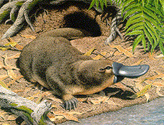 [Platypus]