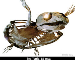 [Giant Sea Turtle]
