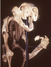 [Thylacoleo]