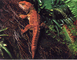 [Tuatara 2]