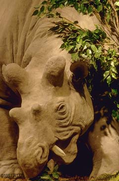 [Uintatherium]