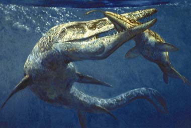 [More Mosasaurs]
