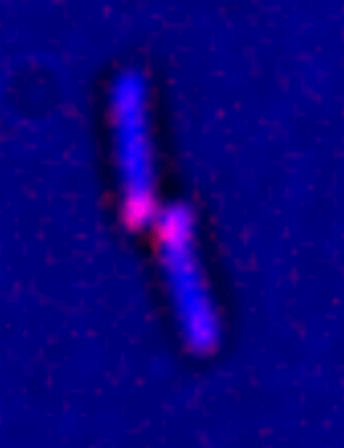 plasmid visualization